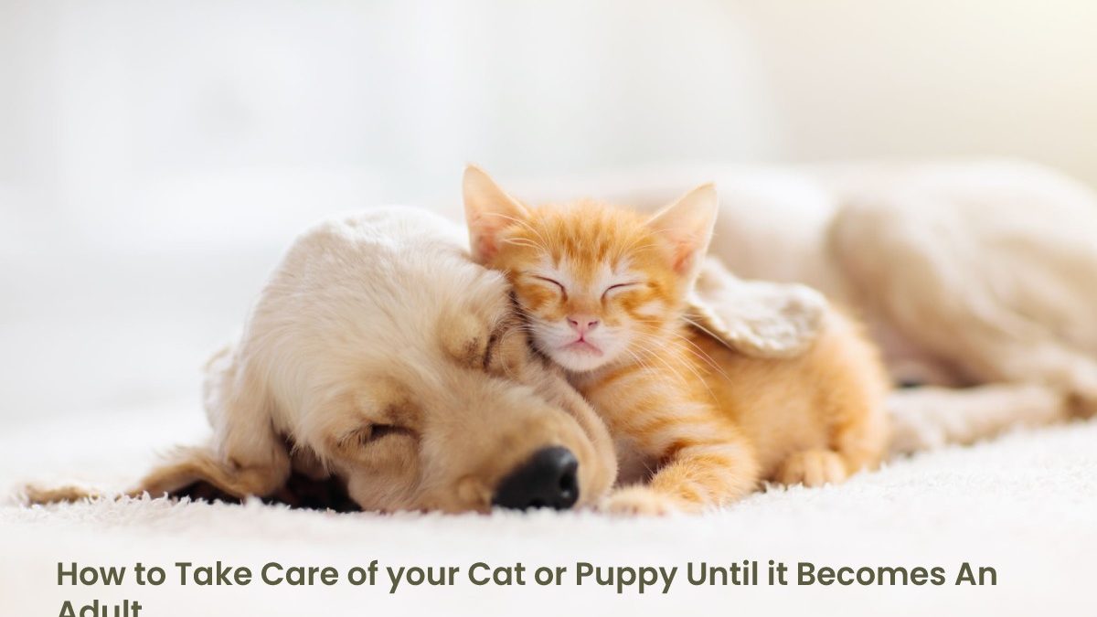 Take Care of your Cats or Puppy –  Until It Becomes An Adult