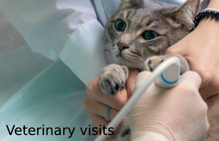 Veterinary visits