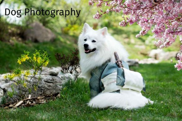 Dog Photography