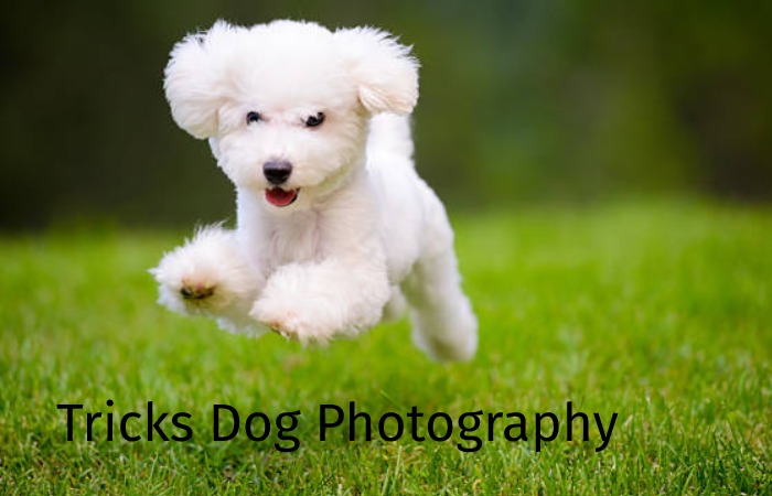 Tricks Dog Photography