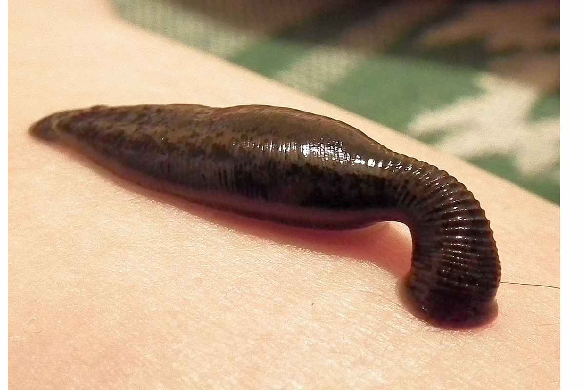 Parasite Cleanse